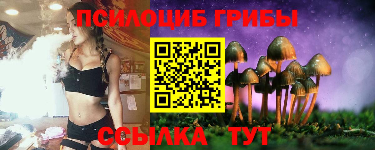 Псилоцибиновые грибы мицелий  Сунжа  Псилоцибиновые грибы Psilocybe 