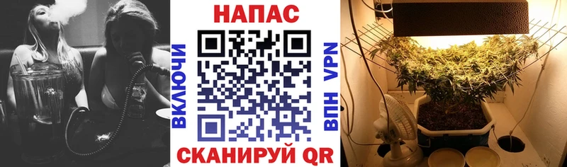 Канабис MAZAR  Сунжа 
